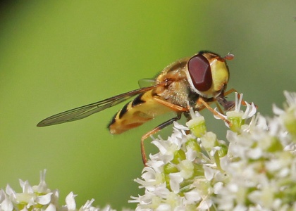 Syrphus vitripennis, female, hoverfly